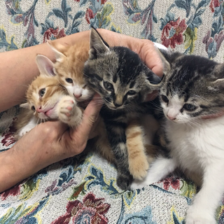 9月生まれの子猫たち 里親募集