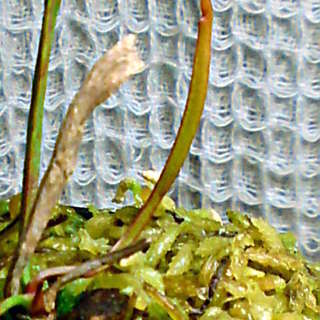 食虫植物 サラセニア Sarracenia x moorei 古...