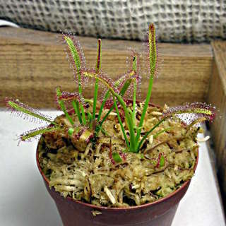 食虫植物 アフリカナガバモウセンゴケ 赤花 葉長6.5cm苗 2本植