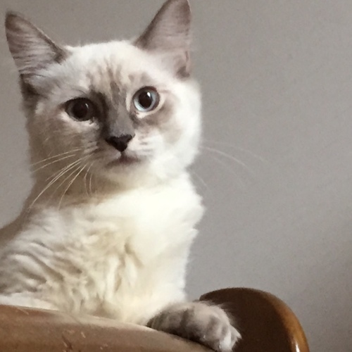 シャム風長毛美猫です ごんべごんべ 川崎の猫の里親募集 ジモティー