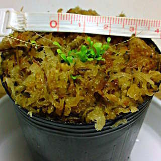 食虫植物  うさぎごけ(青花) Utricularia sand...