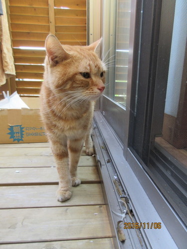 里親募集 とても人懐っこい茶色アメショーっぽい男の子 クロクロっぴ 矢切の猫の里親募集 ジモティー 里親募集 とても人懐っこい茶色アメショーっぽい男の子 クロクロっぴ 矢切の猫の里親募集 ジモティー