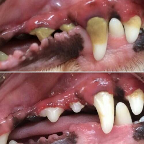犬の歯石取りの歯みがき ちょここ 中菰野のペット用品の無料広告 無料掲載の掲示板 ジモティー