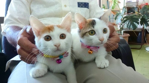 可愛いにゃんこ姉妹 ありんくりん 中頭の猫の里親募集 ジモティー