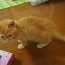 茶トラの子猫1ヶ月半♂ − 福岡県