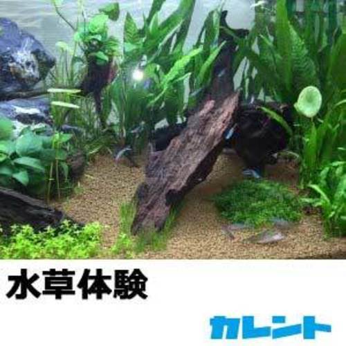 障害のある方が心を込めて造った 水草の販売や水槽レンタル