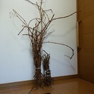 山ぶどうのつるクリスマス用リース作りかご編みの材料にいかがですか Yoco 帯広のその他の中古あげます 譲ります ジモティーで不用品の処分