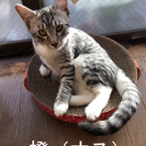 【おかげさまで素敵なご家族に出会えました】マンチカン・エジプシャンマウMix 子猫の里親さん募集します - 松戸市