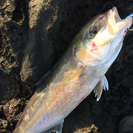 釣りバカさん！ − 埼玉県