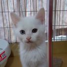 譲渡交渉中(^^)9月2日生まれのオッドアイのオス白猫ちゃんですの画像