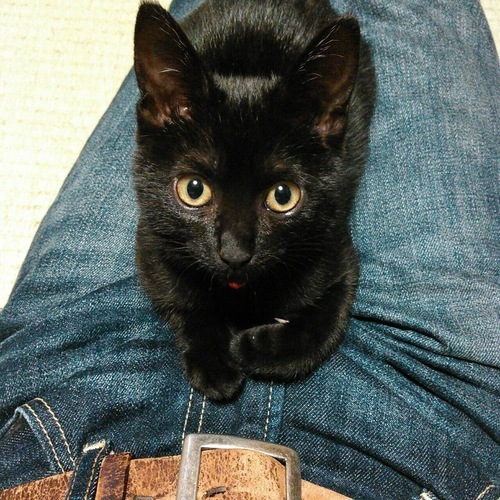 黒猫ミーちゃん ちょっと大きくなっちゃったけど優しいご家族募集中 Tomo6693 篠崎の猫の里親募集 ジモティー