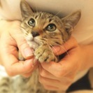 少し股関節が弱いベルちゃん♪でも今は元気です♪ - 猫