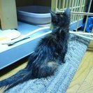 【募集修了】黒サビ子猫のメス　里親募集 - 熊谷市