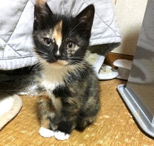 子ネコ6匹くらいおります 可愛い子猫の里親募集 クータン 本塩釜の猫の里親募集 ジモティー