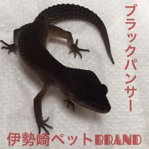 ヒョウモントカゲモドキ続々入荷 Brand群馬 伊勢崎のペットショップの無料広告 無料掲載の掲示板 ジモティー