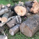 桐の伐採材、小枝 & さわらの枝