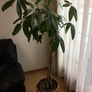 観葉植物パキラ 高さ約145cm
