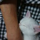 譲渡交渉中(^^)9月2日生まれのオッドアイのオス白猫ちゃんです − 岐阜県