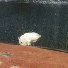 プラチナスネークヘッド