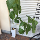 観葉植物(ウンベラータ)