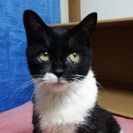 【里親募集】白黒猫４ケ月～女の子 - 北九州市