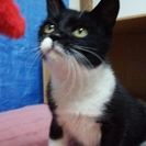 【里親募集】白黒猫４ケ月～女の子 − 福岡県