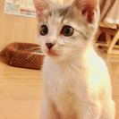 沖縄県の八重瀬町で保護した仔猫(メス)、里親募集中です。【正式譲渡】