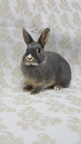 埼玉県所沢市 ネザーランドドワーフ純血種かわいい子供たち かおりうさぎ 小手指のその他の里親募集 ジモティー