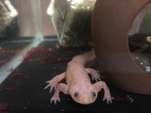 イベリアトゲイモリの幼生 Komeya 大阪のその他の里親募集 ジモティー