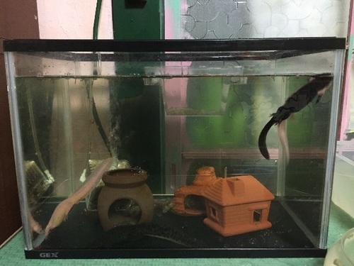 イベリアトゲイモリの幼生 Komeya 大阪のその他の里親募集 ジモティー