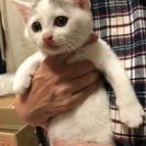 頭の模様がチャーミングな白子猫　２ヶ月 - 世田谷区