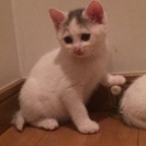 頭の模様がチャーミングな白子猫　２ヶ月 − 東京都