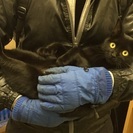 地域猫だけどゴロスリ！黒猫・タマコの家族になってください！！の画像