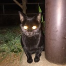 地域猫だけどゴロスリ！黒猫・タマコの家族になってください！！ − 大阪府