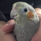 オカメインコの画像