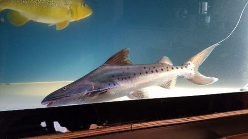 熱帯魚 本ピライーバ 目測45センチ