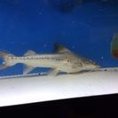 熱帯魚　本ピライーバ　目測45センチ
