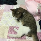 宜野湾の迷い猫