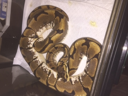 ボールパイソンスパイダー入荷 Brand群馬 伊勢崎のペットショップの無料広告 無料掲載の掲示板 ジモティー