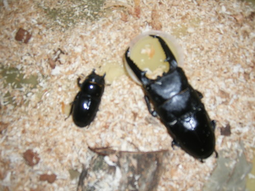 大型パラワンオオヒラタ♂♀ペアー