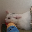 にぃにぃ3ヶ月の白猫王子様 - 葛飾区