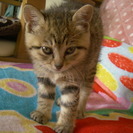 キジトラの可愛い姉妹です。生後1.5ヶ月まだまだ小さい子猫です。