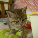 キジトラの可愛い姉妹です。生後1.5ヶ月まだまだ小さい子猫です。 - 猫