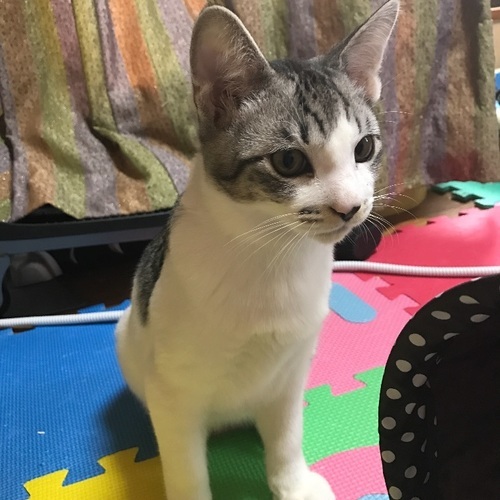 抱っこ好きなサバ白の男の子 ももみかん 上尾の猫の里親募集 ジモティー