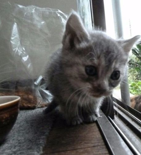 一旦受付中止 ふわふわ毛質生後一ヶ月の元気な仔猫s あおい 登戸の猫の里親募集 ジモティー