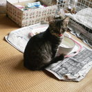 生後3ヶ月の茶トラメス猫の里親さんを探しています。