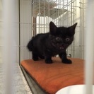 生後1か月のシマシマ黒猫ちゃん