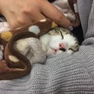 1月8日(日)猫の譲渡会 名古屋市港区 中部盲導犬協会 みなと猫...