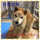 飼育放棄です おじいちゃん犬に冷たいコンクリートの上は辛すぎます。の画像