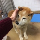 飼育放棄です おじいちゃん犬に冷たいコンクリートの上は辛すぎます。 − 山口県